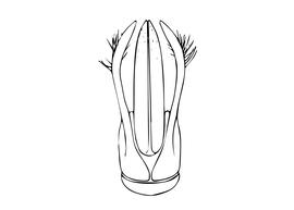   Osmia apicata  male, digaram showing dorsal view of genitalia, diagram modified from Tkalcu 1974 
